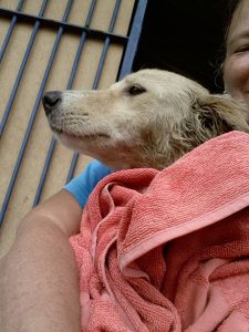 12516327_10207395868349801_1948887329_n