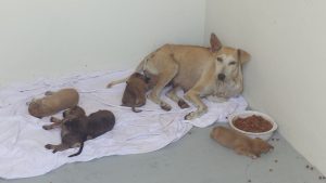 12645246_1012552508805693_3070784949141709198_n