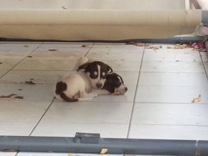 12650605_10207265723416259_1936082678_n