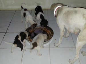 12650746_10207265723496261_558065990_n