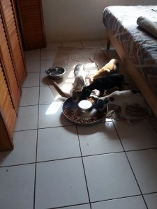 12666312_10207304605508287_910123400_n