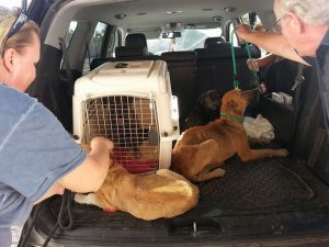 12666505_10207304334181504_1919855531_n