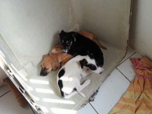 12674624_10207326822383695_1808256865_n