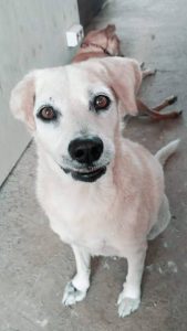 12695772_10207318966107293_58442798_n