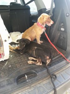 12695891_10207304332981474_723938395_n