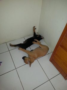 12696180_10207326823183715_818821118_n