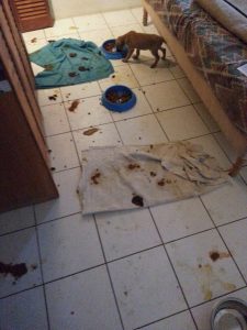 12713898_10207304172937473_1641002830_n