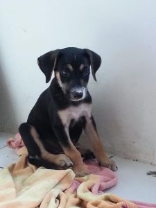 12713918_10207326822903708_1539402256_n