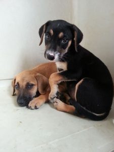 12713940_10207326822583700_2142701455_n