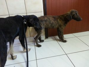 12714189_10207304332381459_1373297123_n