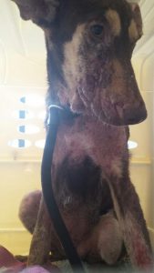 12714202_10207318331731434_536248707_n