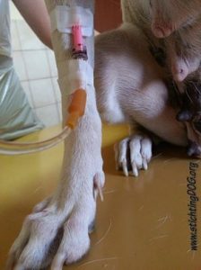 12733470_479537248904833_3627573237806836916_n