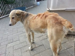 12735876_10207395866069744_1150531300_n