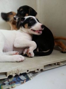 12736083_10207326822503698_1387174566_n (1)