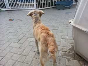 12767373_10207395865589732_434992877_n