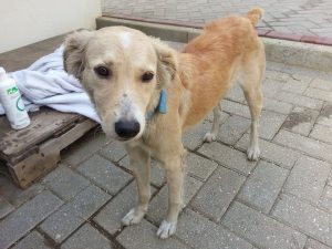 12767377_10207395867429778_1942277053_n