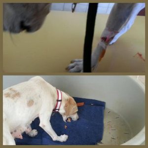 12767681_10207398694460452_875920002_n