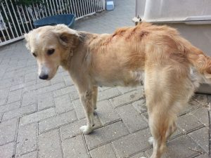 12767696_10207395866149746_2098396749_n