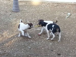 12769414_10207395863309675_121220935_n