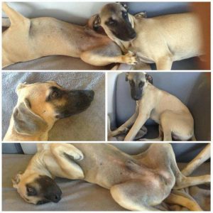 12804043_10207446437814006_246155337_n