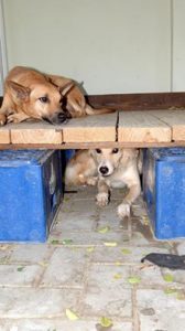 13962568_548536792004878_3986696251466596832_n