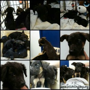 1917282_463766993815192_2238743041568965685_n