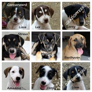 9 pups -2 weg
