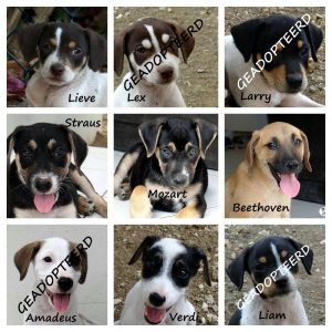 9 pups -4 weg -