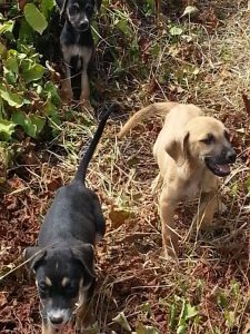 Alex pups 6 feb (11)