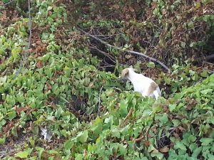 Alex pups 6 feb (12)