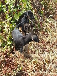 Alex pups 6 feb (13)