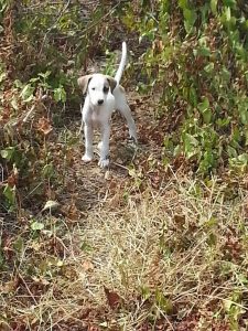 Alex pups 6 feb (14)