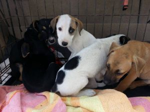 Alex pups 6 feb (15)