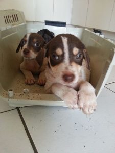 Louise pups tel (10)