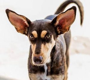 Pip Carla -profiel11