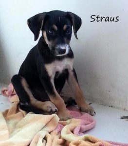 Straus