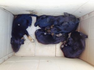 st cruz pups in doos 2