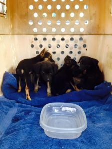 st cruz pups in doos 4