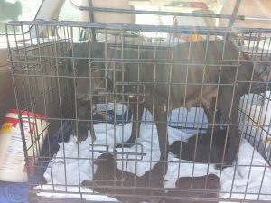 12025511_10207554349871740_734825947_n