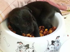 12380353_10207627119690940_1412029003_n