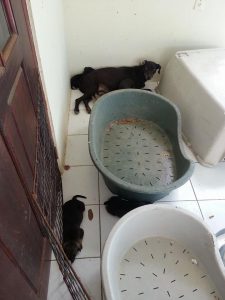 12380582_10207626773202278_1596277510_n