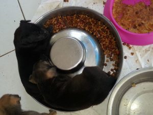 12421850_10207626774082300_1307697343_n