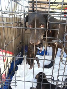 12476071_10207554349791738_498408385_n