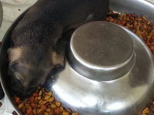 12674220_10207626775962347_1947320968_n