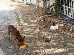 12674338_10207588138676439_927733375_n