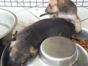 12721624_10207626775842344_386544902_n