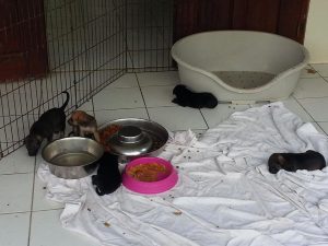 12721964_10207626776242354_798814451_n