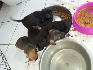 12722125_10207626774762317_317624110_n