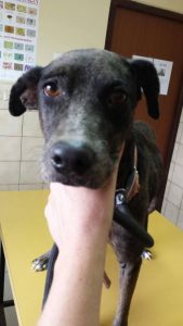 12769578_10207459671584842_808169845_n