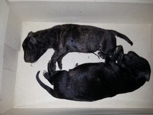 12784794_10207561693375323_1280236699_n